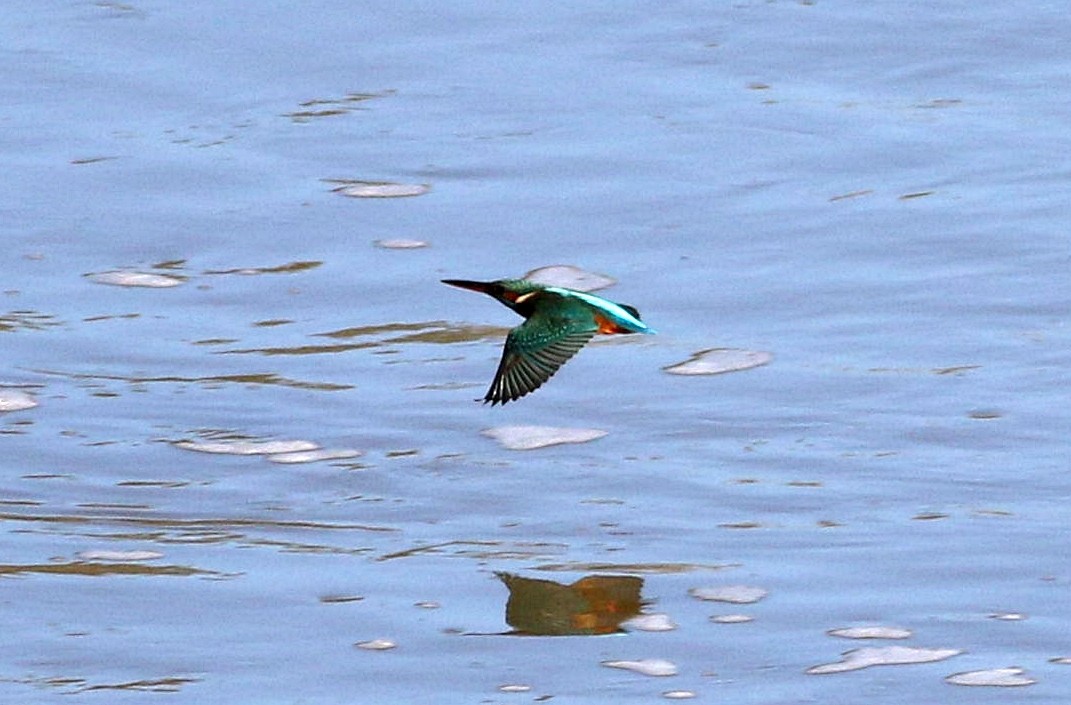 Common Kingfisher - Miguel García