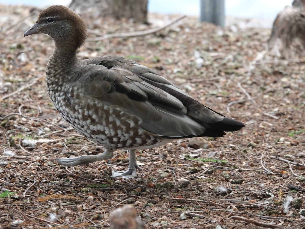 Maned Duck - Paul Bartlett