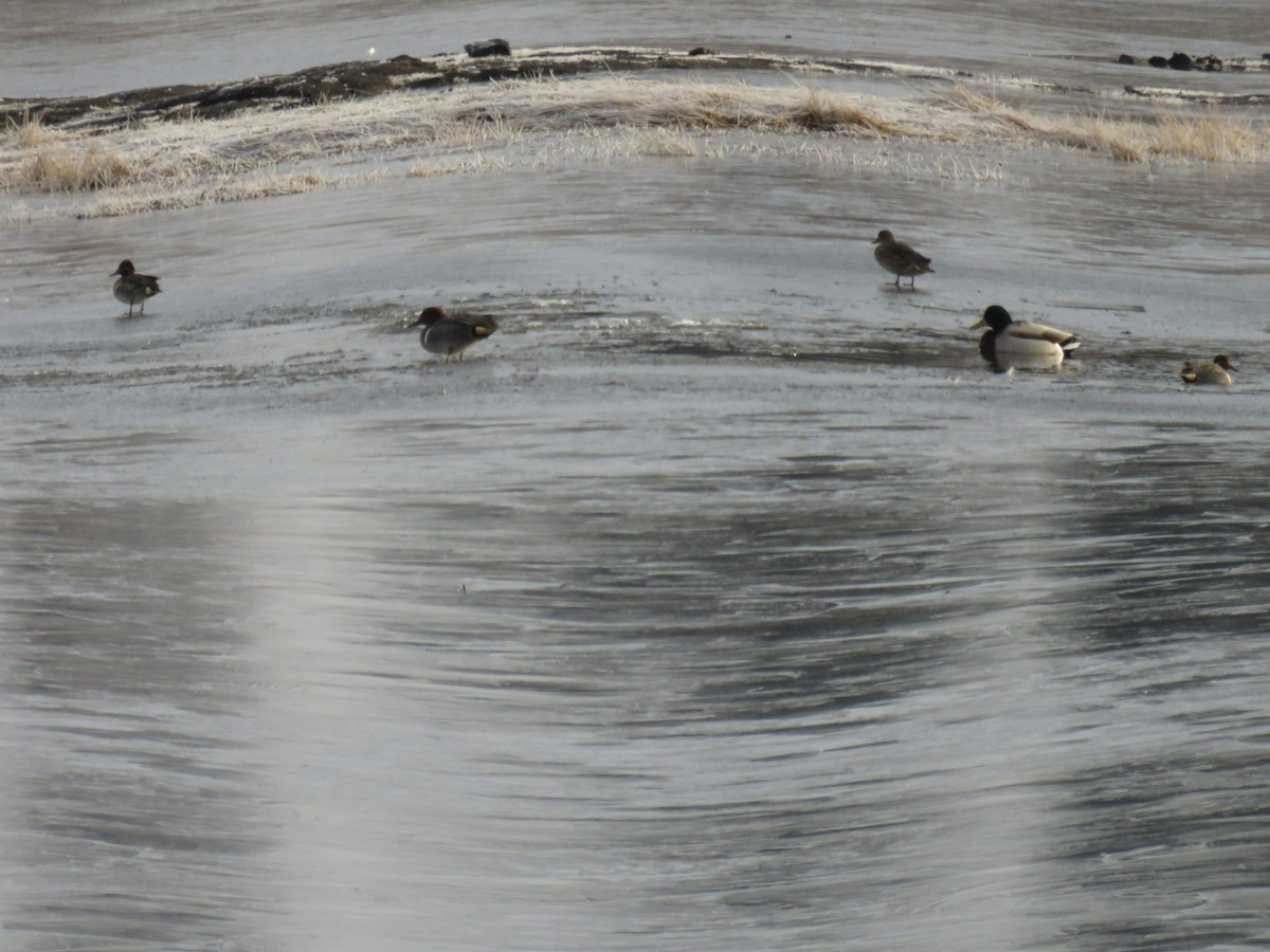 Green-winged Teal - ML612298691