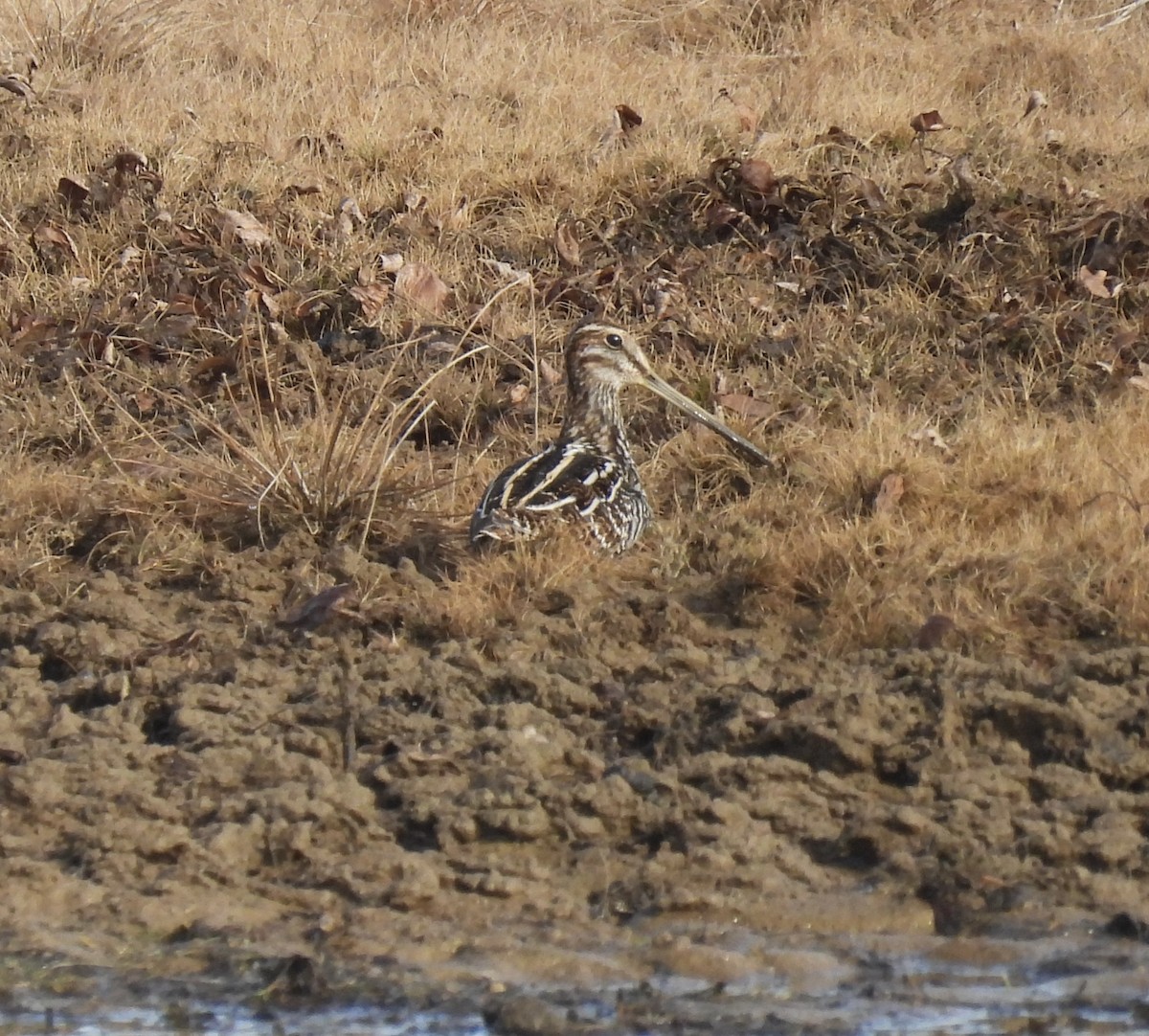 Wilson's Snipe - ML612298752