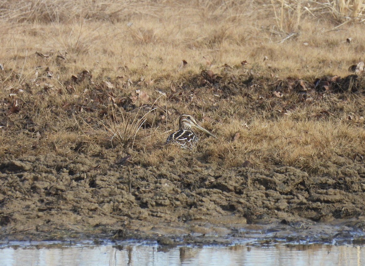 Wilson's Snipe - ML612298753