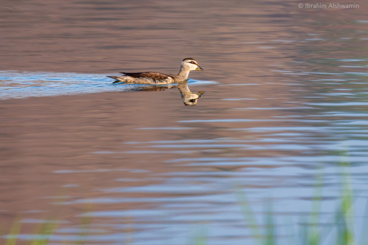 Cotton Pygmy-Goose - Ibrahim Alshwamin