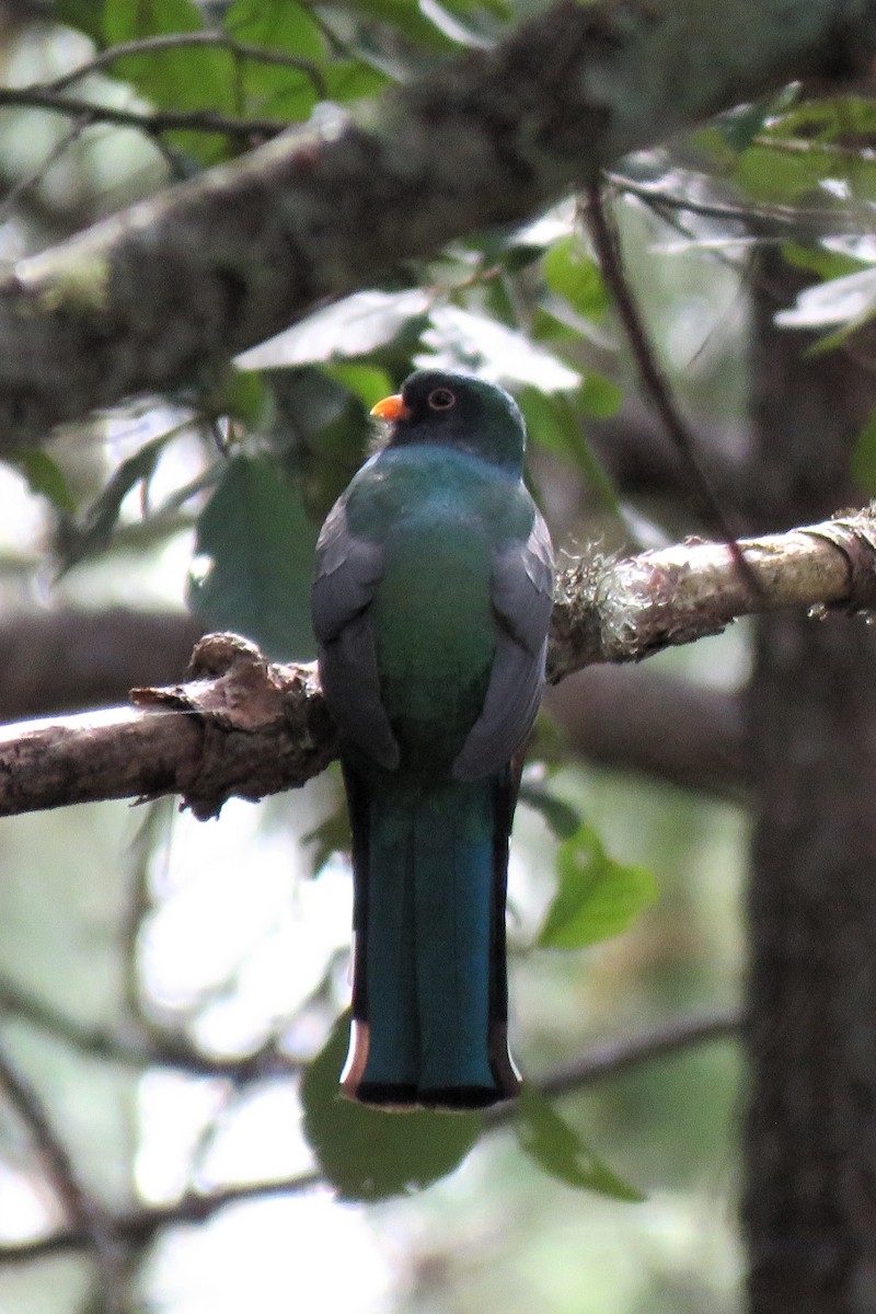 Mountain Trogon - ML612298913