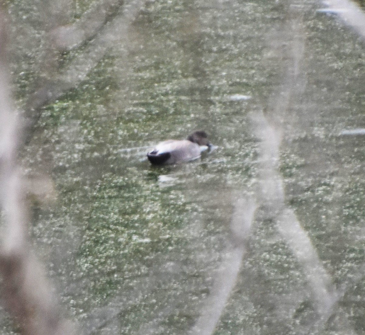 Gadwall - Brad Jackson