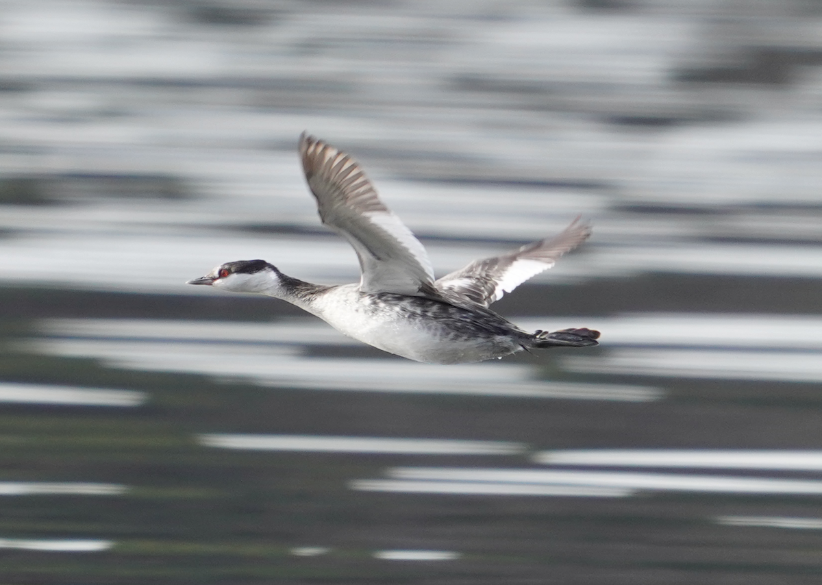 Horned Grebe - ML612298942