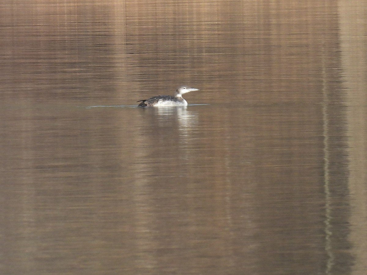 Common Loon - ML612298950