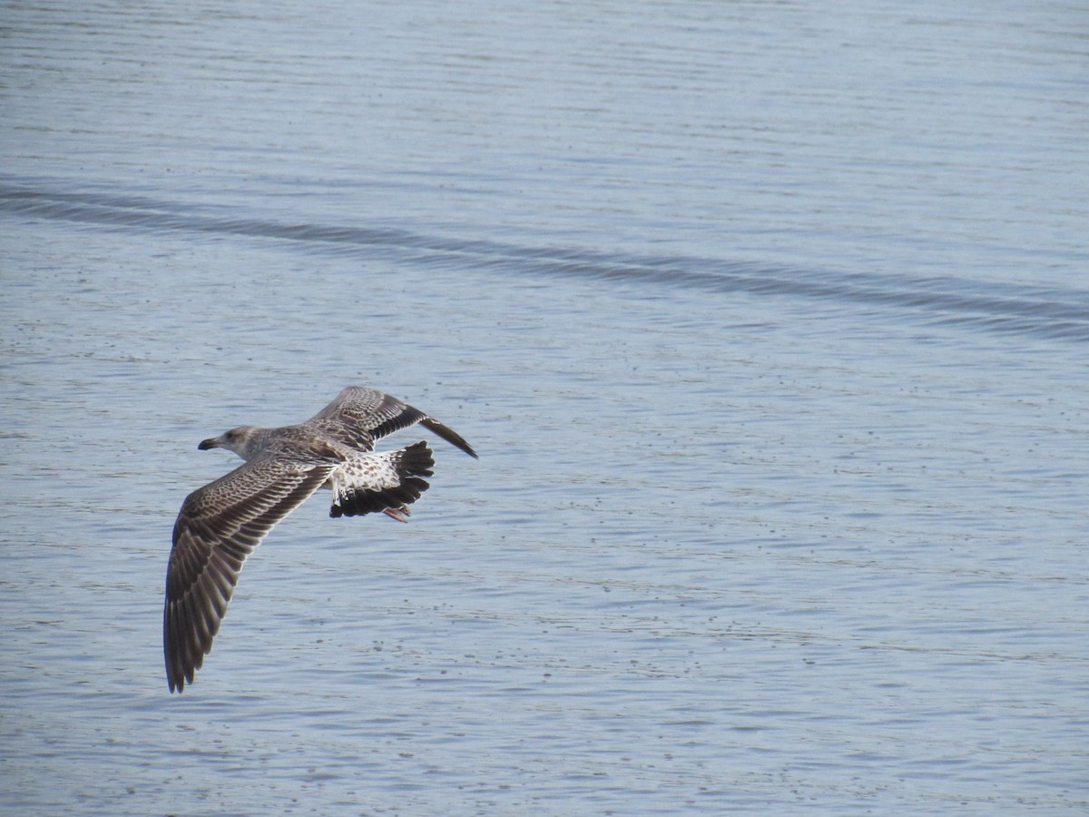 Kelp Gull - ML612298964