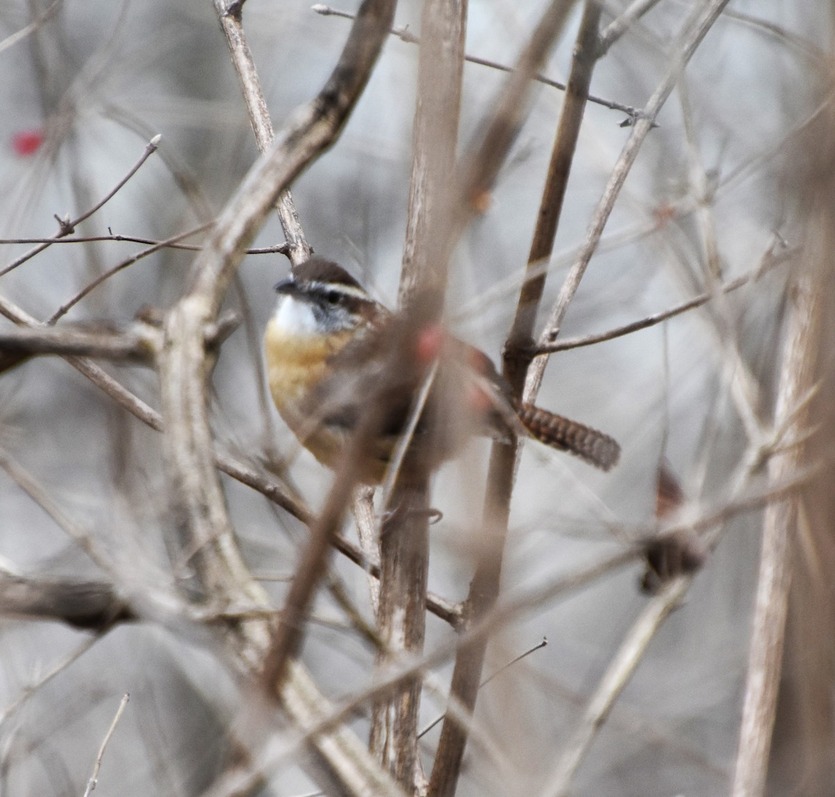 Carolina Wren - ML612298967