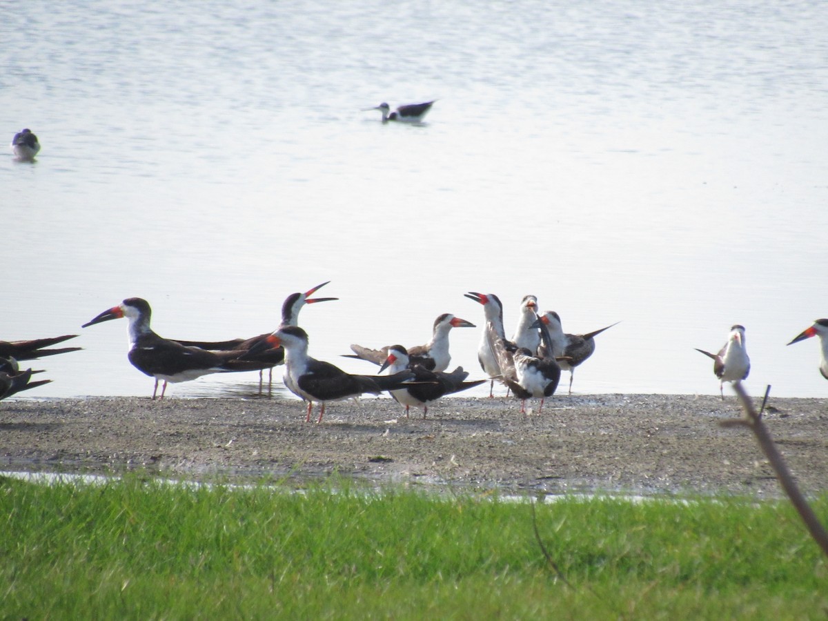 Black Skimmer - Marcos Antônio de Souza