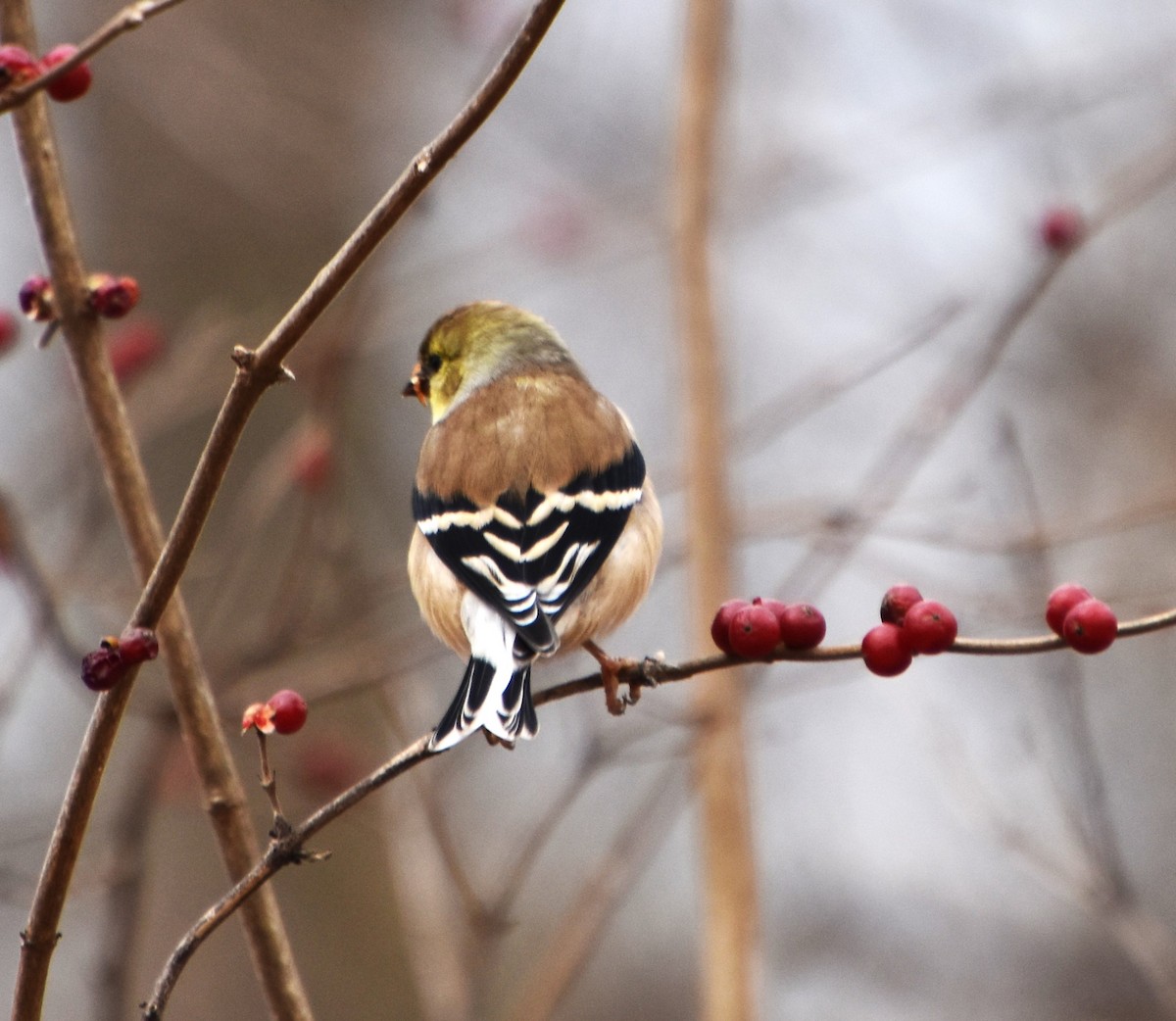 American Goldfinch - ML612298990