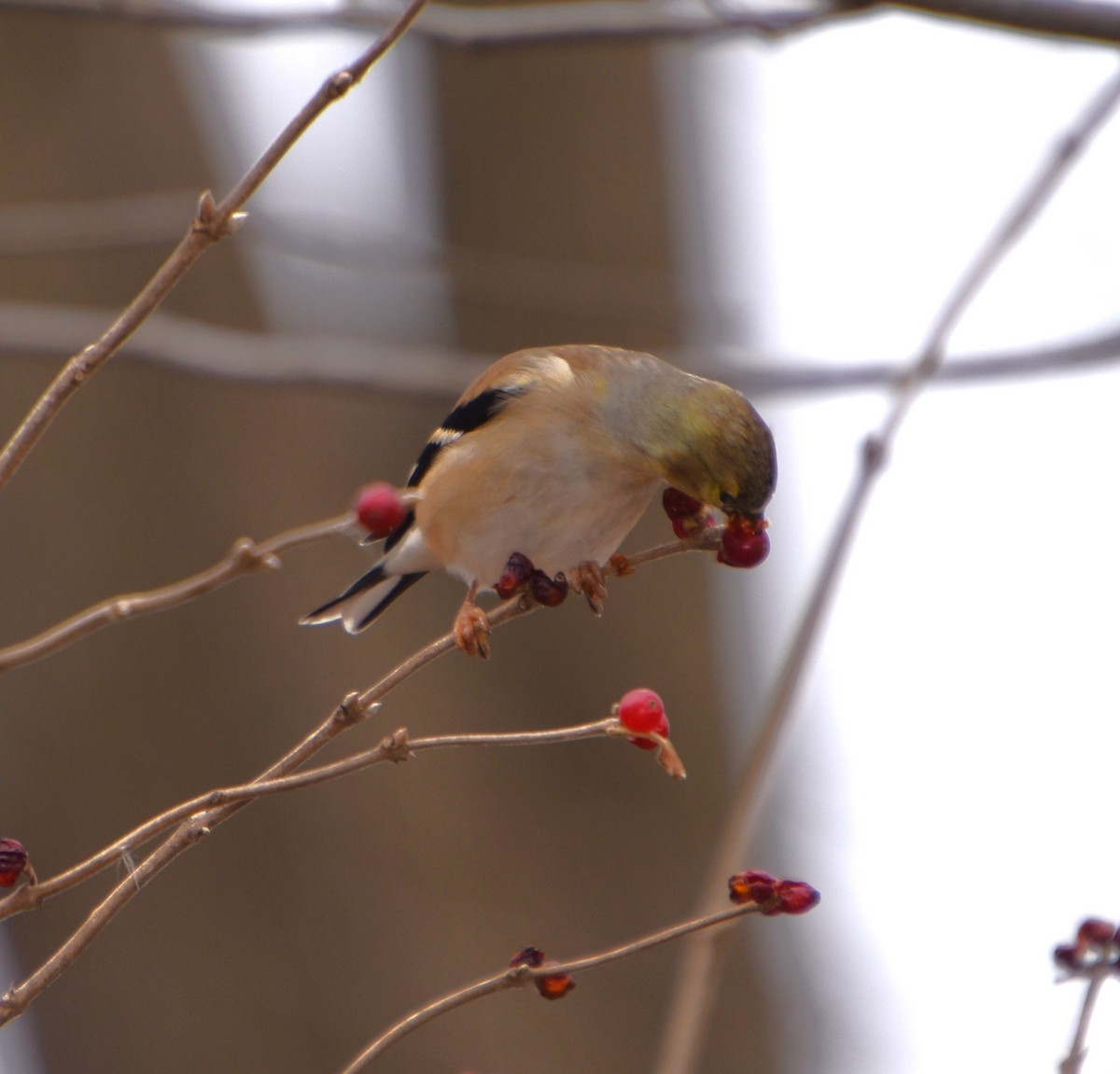 American Goldfinch - ML612298993