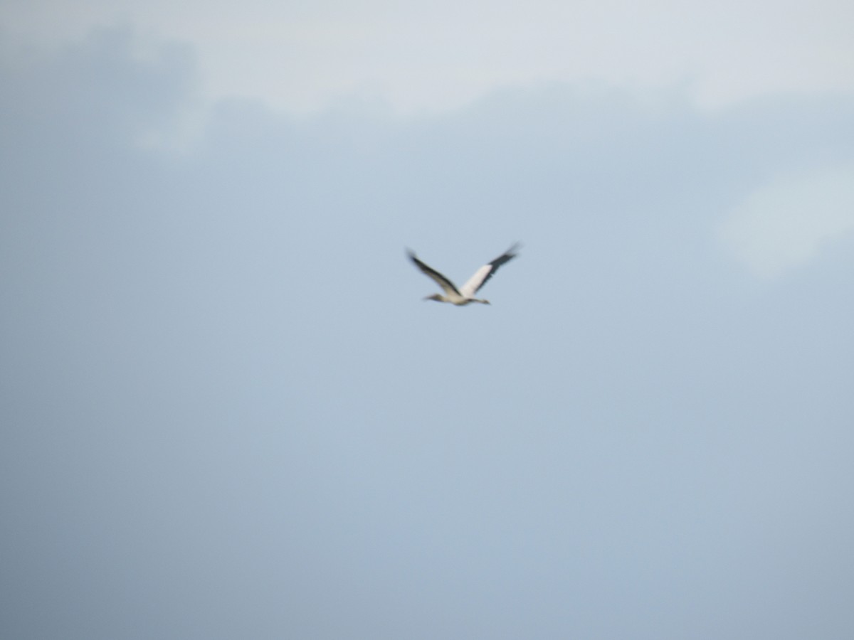 Wood Stork - ML612299002