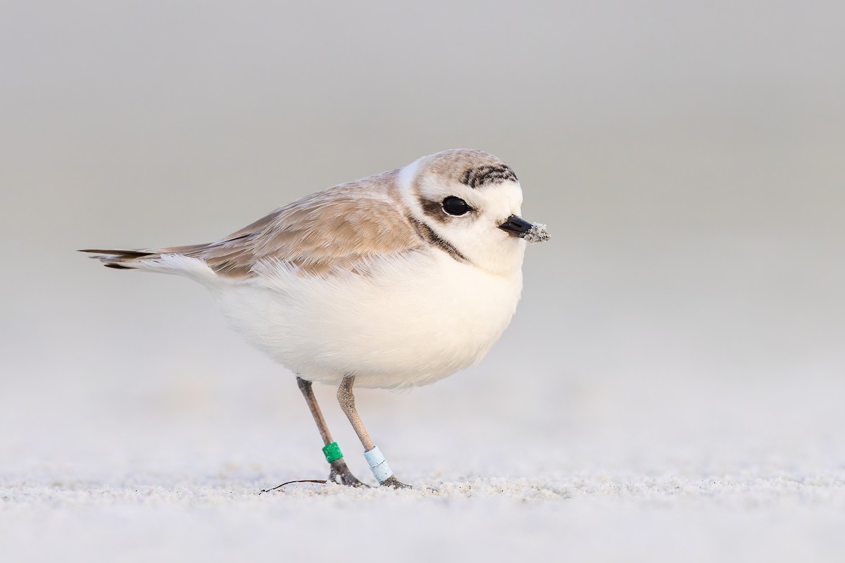 Snowy Plover - ML612299008