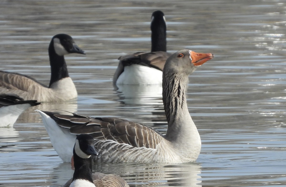 Graylag Goose (Domestic type) - ML612299095