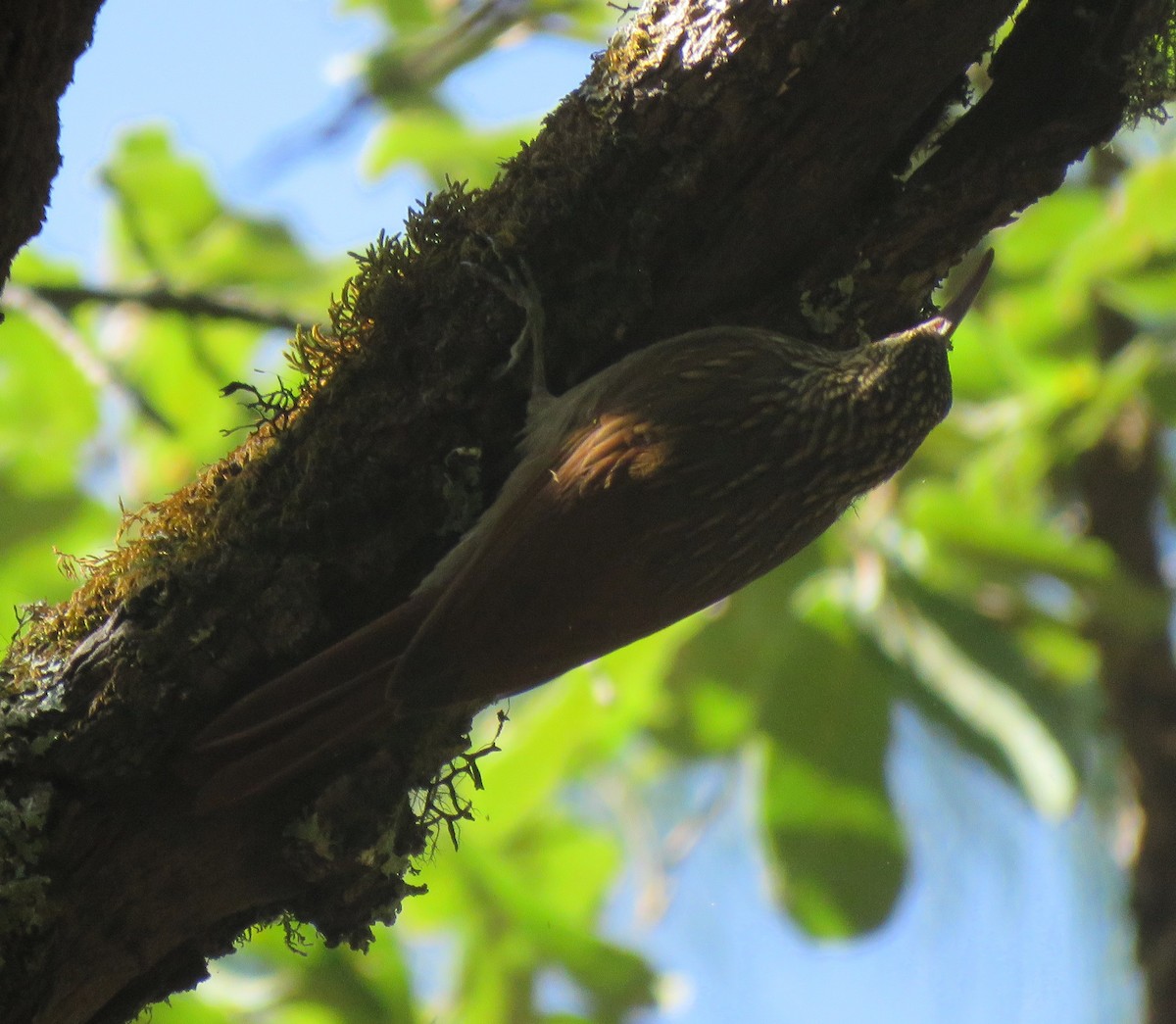 Ivory-billed Woodcreeper - ML612299098