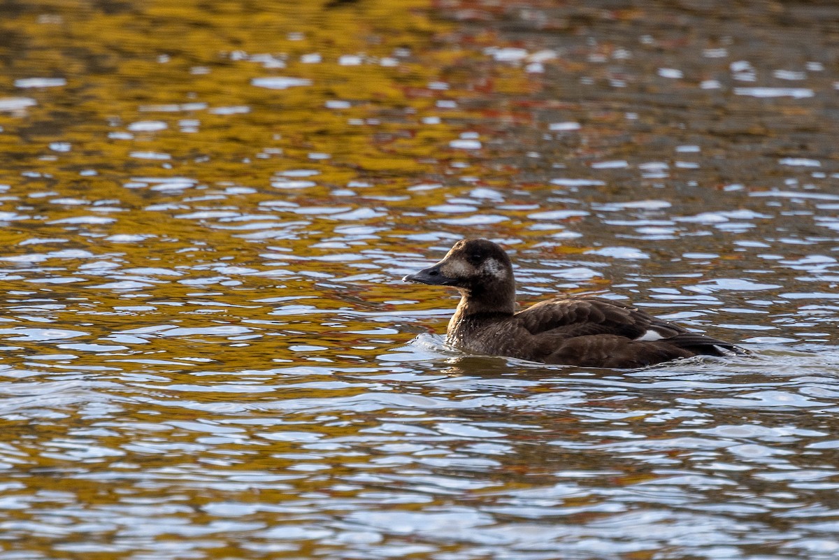 White-winged Scoter - ML612299104