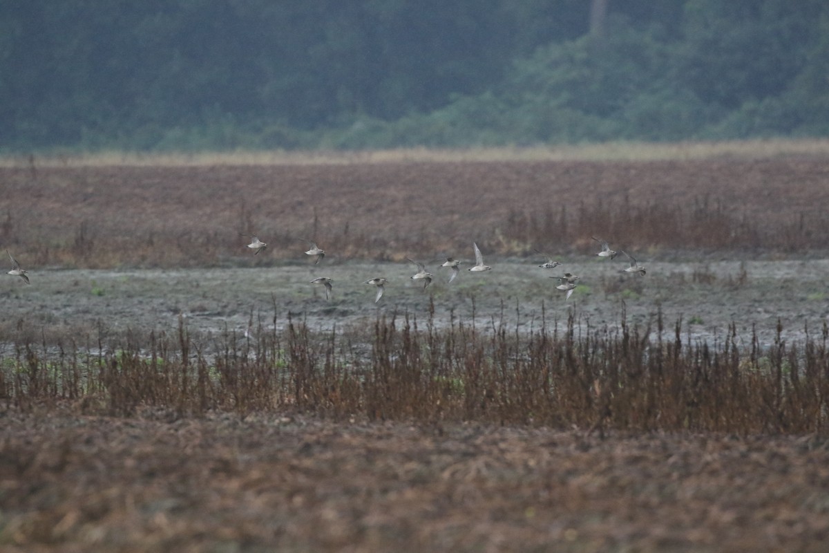 American Golden-Plover - ML612299133