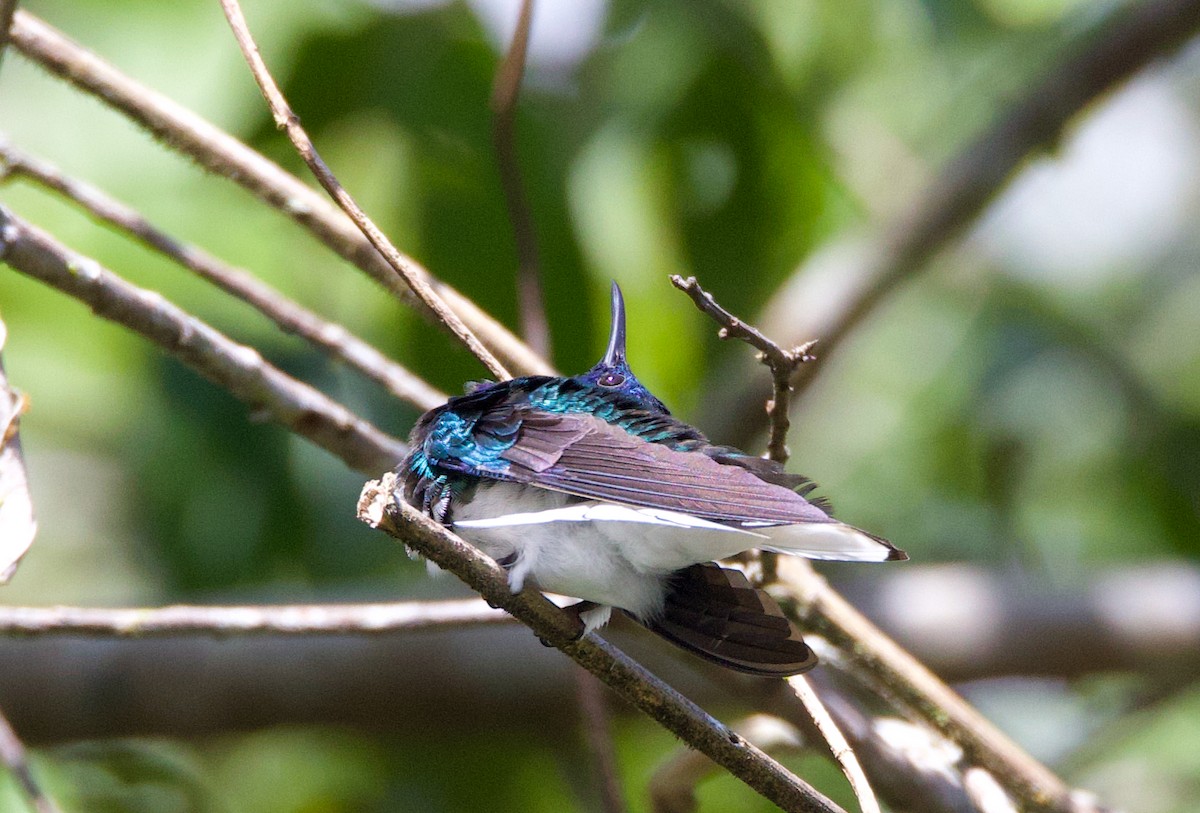 kolibřík bělokrký - ML612299154