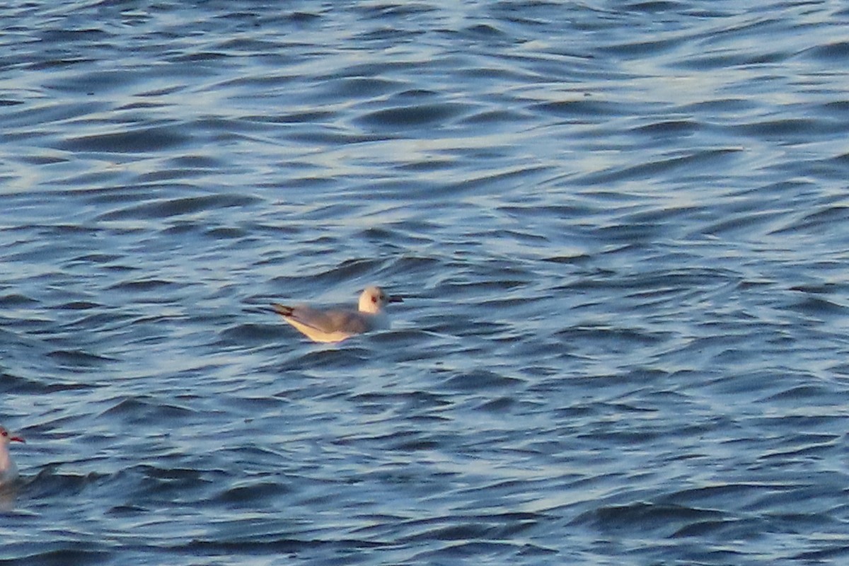 Black-headed Gull - ML612299166