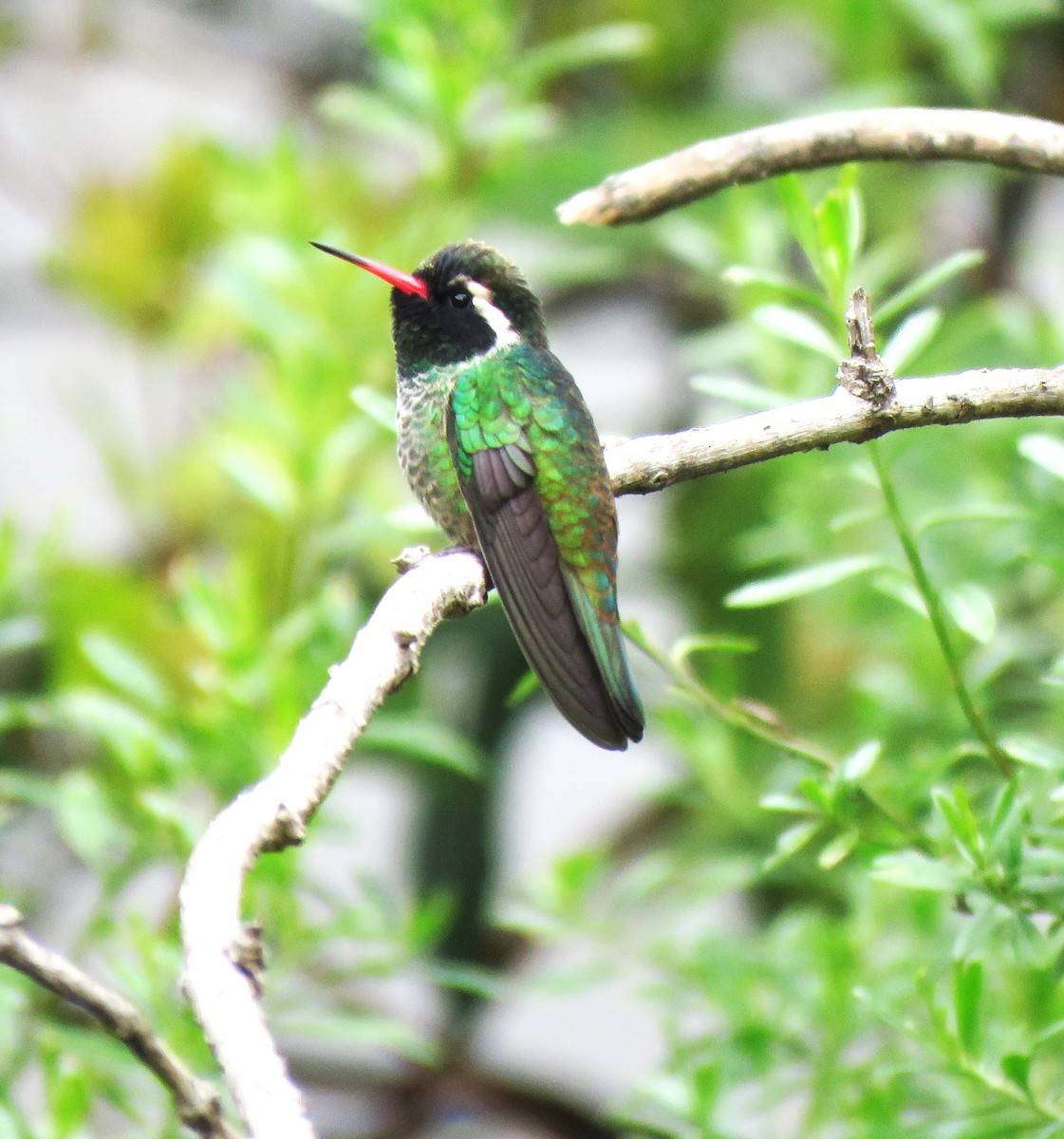 White-eared Hummingbird - ML612299225