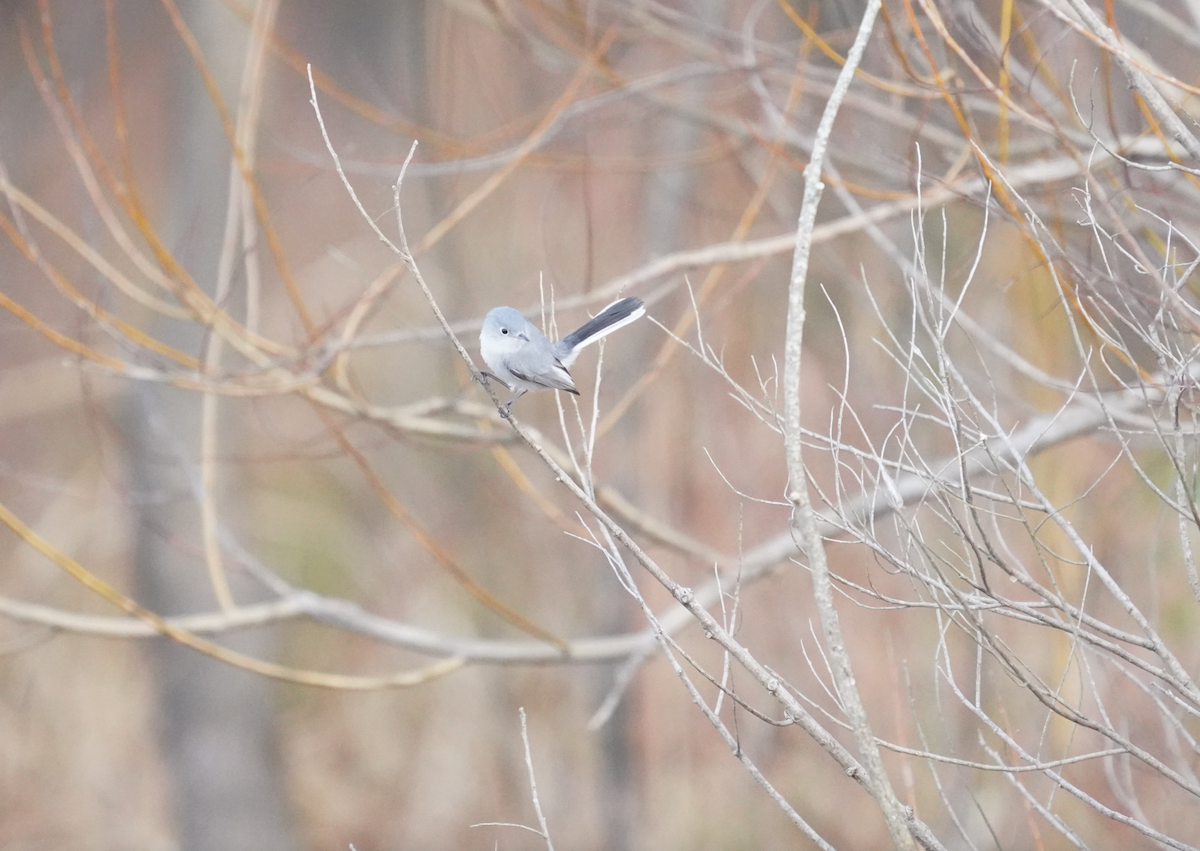 Blue-gray Gnatcatcher - ML612299263