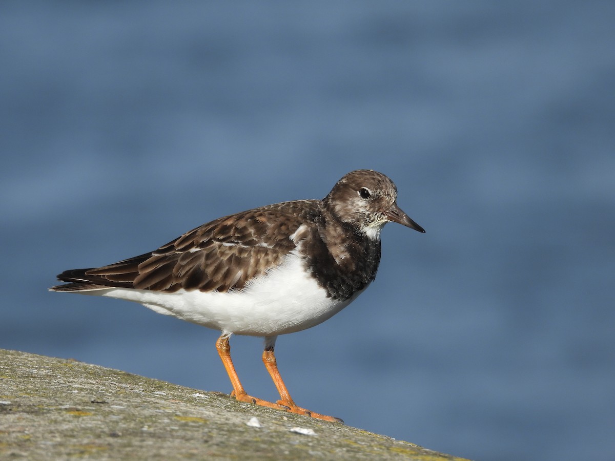 Ruddy Turnstone - ML612299273