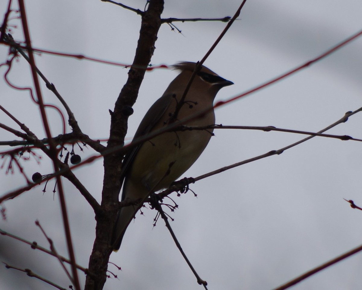 Cedar Waxwing - ML612299281