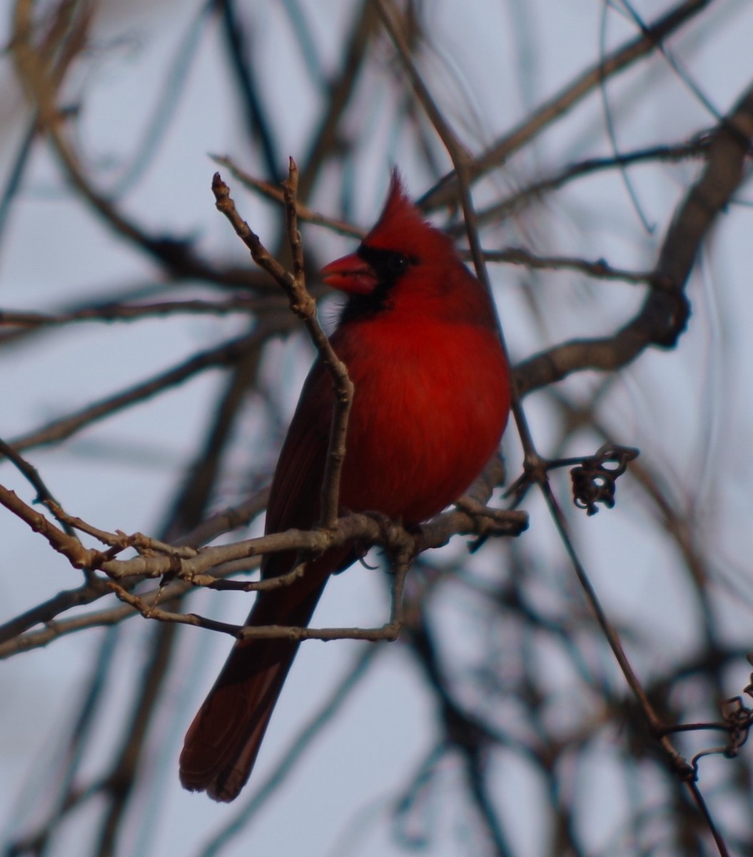 Cardenal Norteño - ML612299290