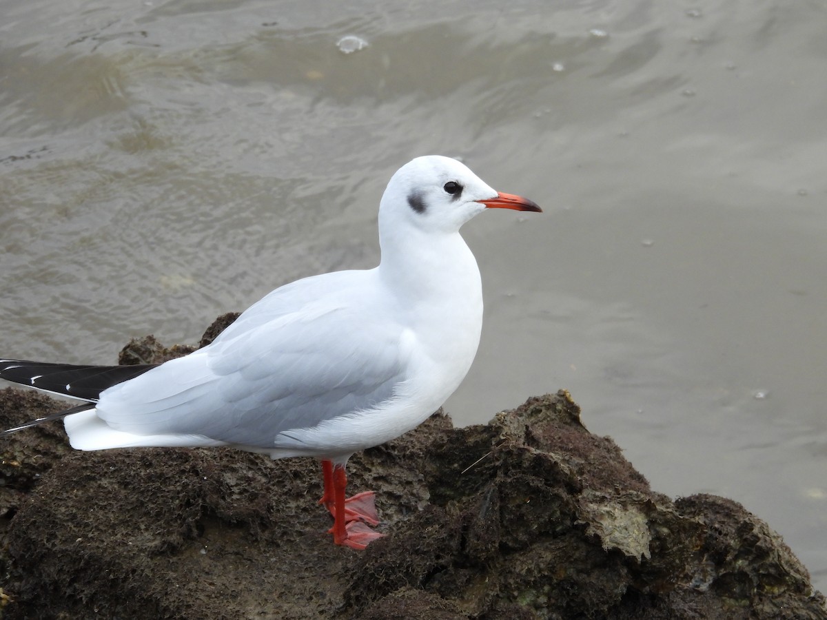 Mouette rieuse - ML612299303