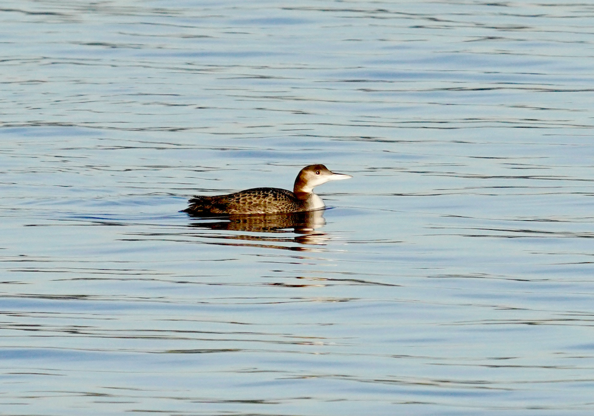 Common Loon - ML612299351
