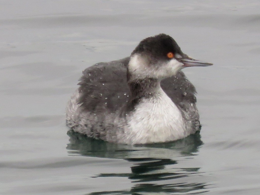 Eared Grebe - ML612299571