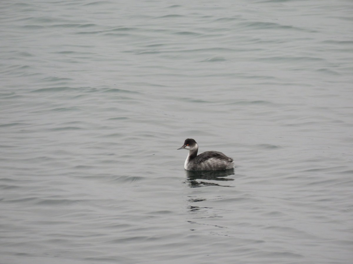 Eared Grebe - ML612299572