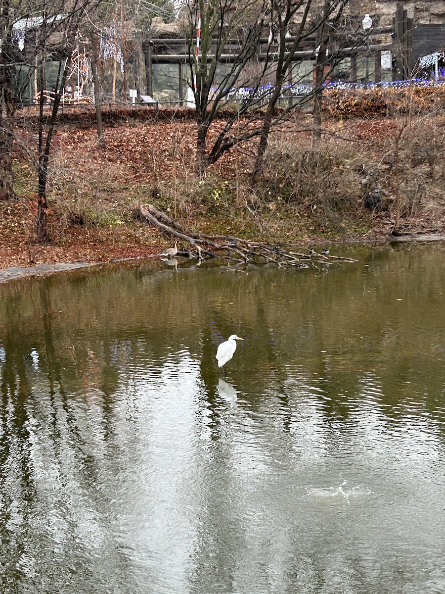 Great Egret - Marija Elden