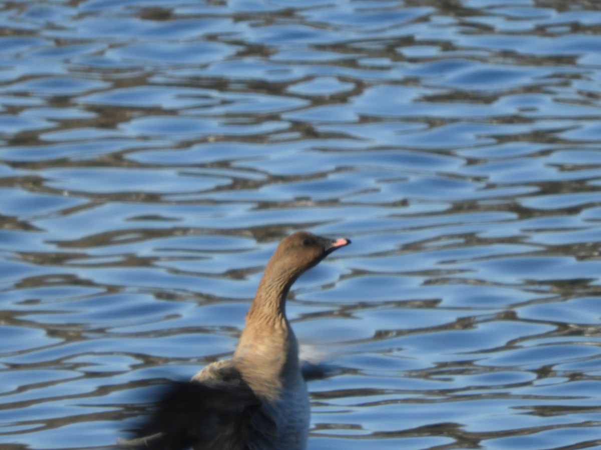 Pink-footed Goose - ML612299591
