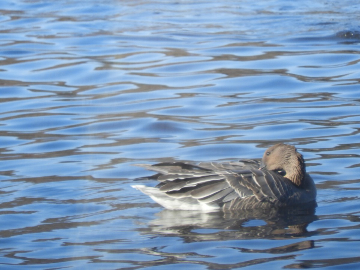 Pink-footed Goose - ML612299592