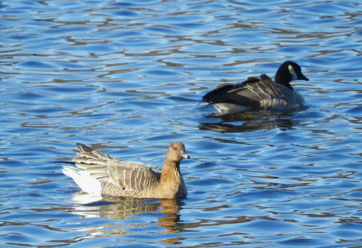Pink-footed Goose - ML612299594