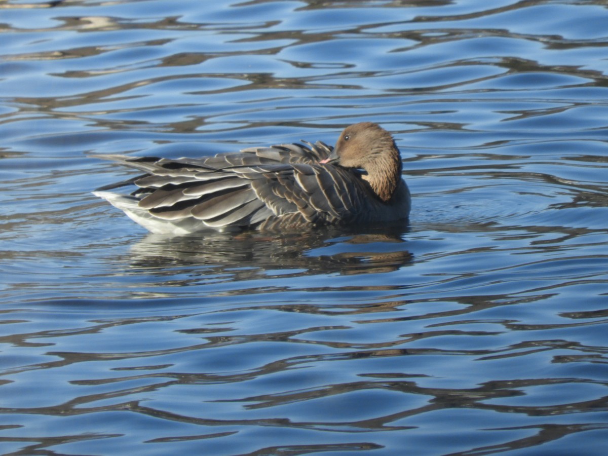 Pink-footed Goose - ML612299595