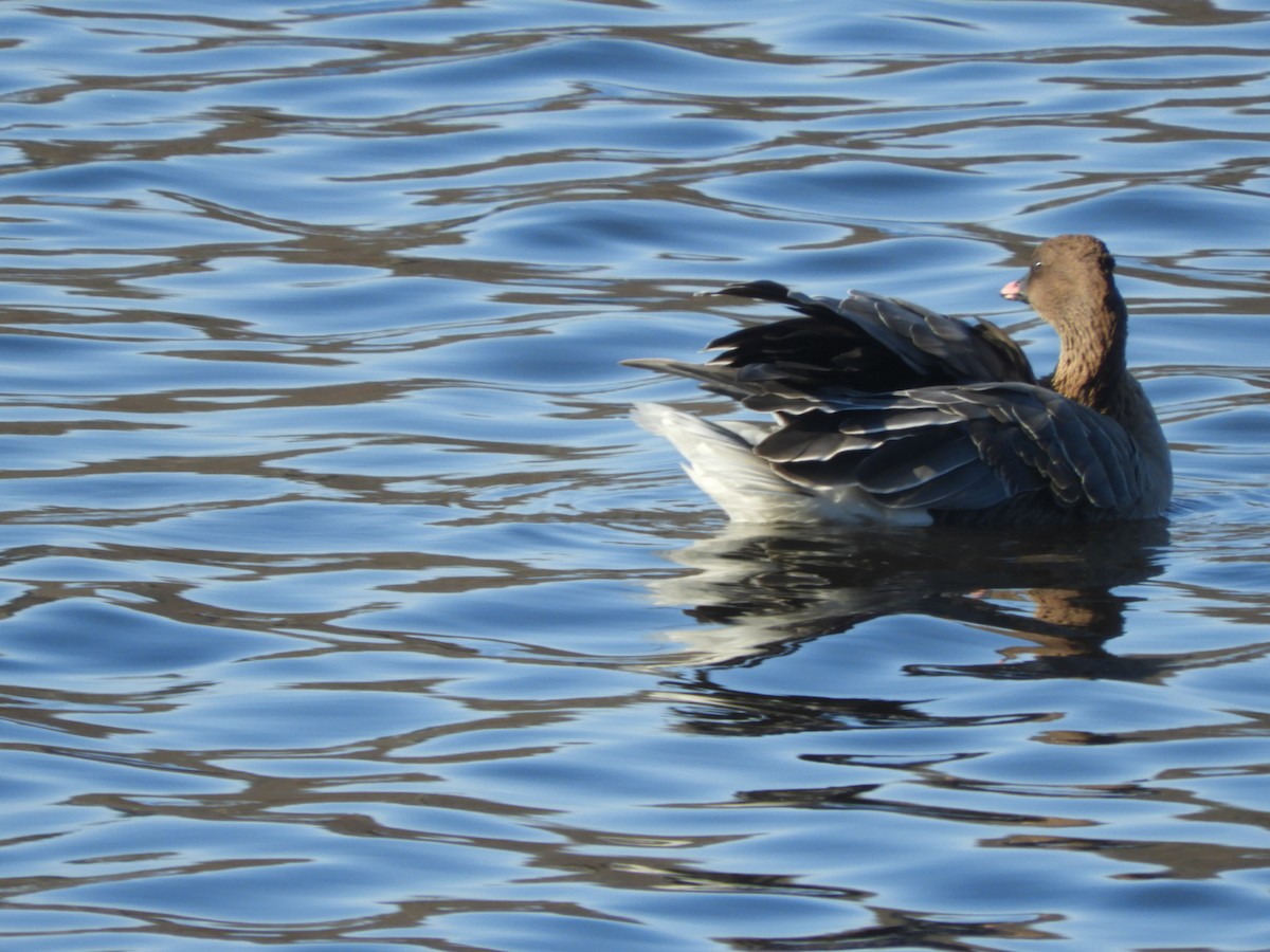 Pink-footed Goose - ML612299596
