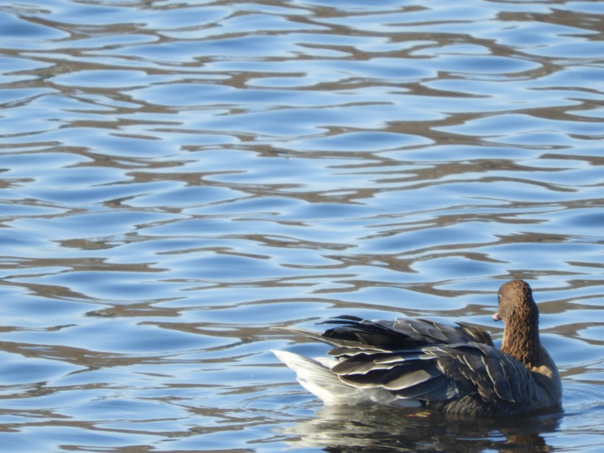 Pink-footed Goose - ML612299597