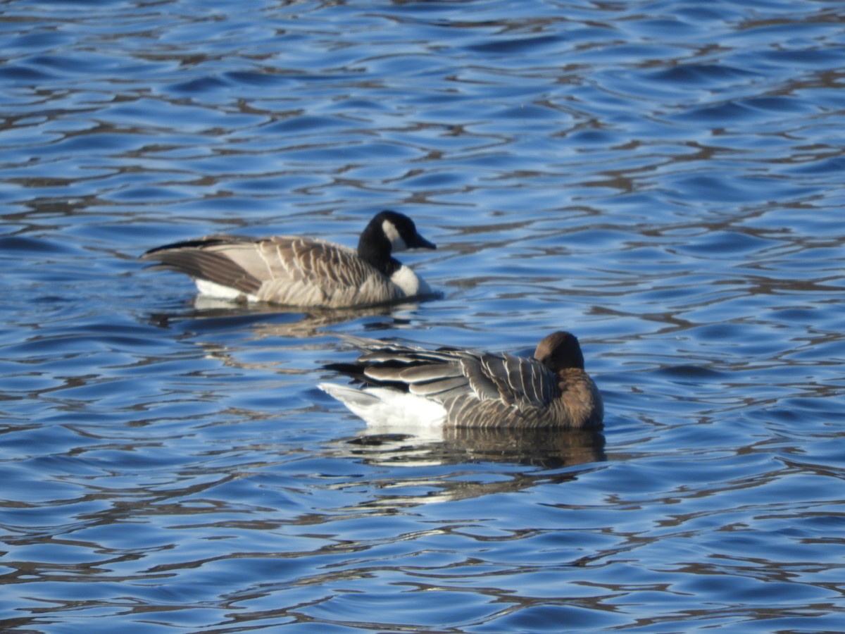 Pink-footed Goose - ML612299598