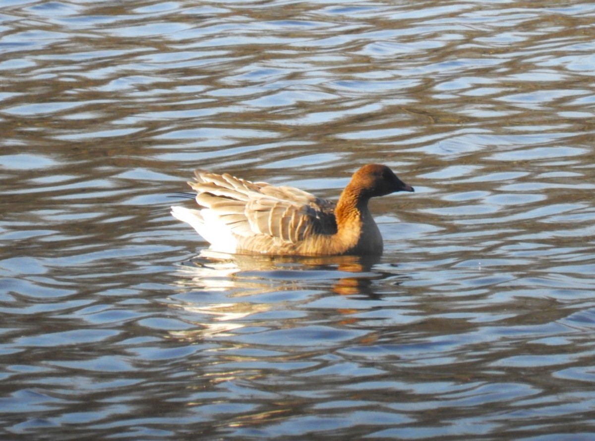 Pink-footed Goose - ML612299646