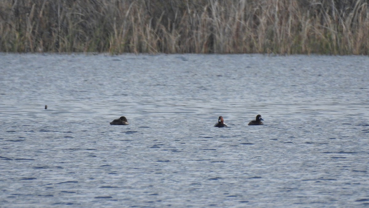 Common Pochard - ML612299874