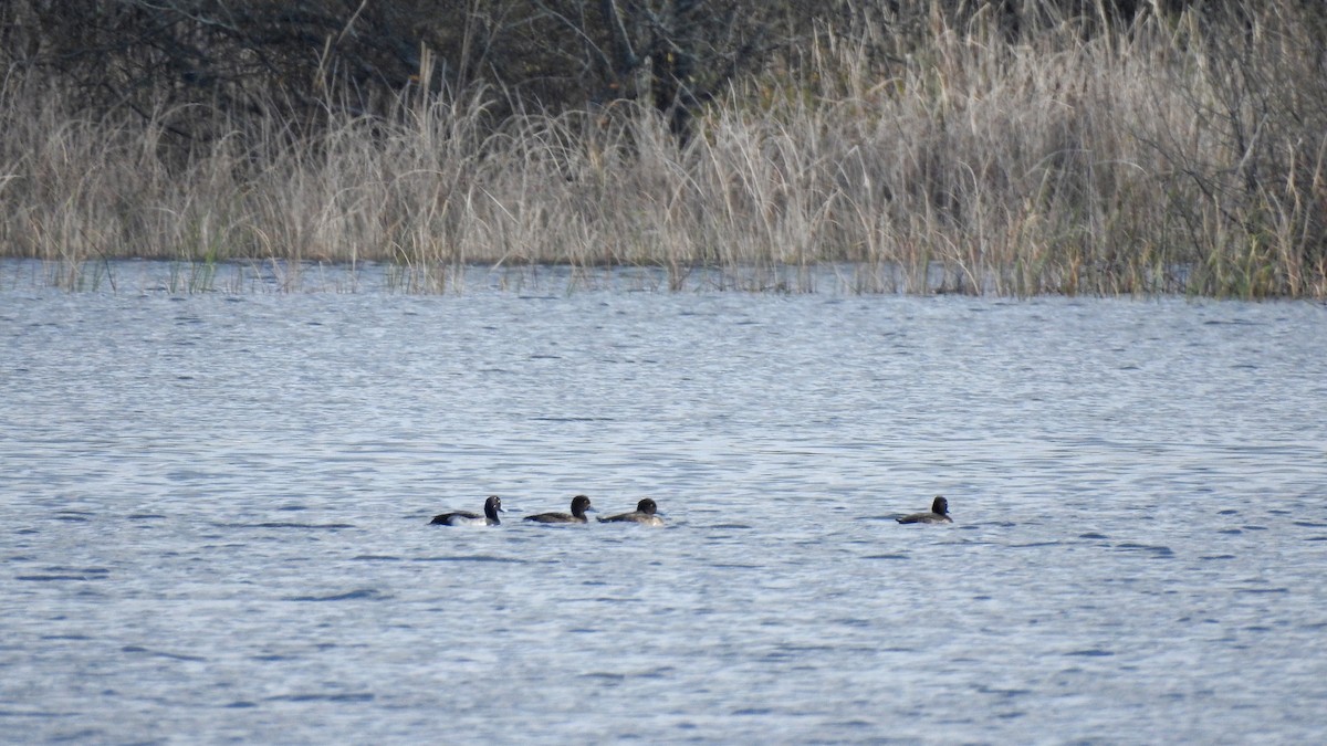 Tufted Duck - ML612299885