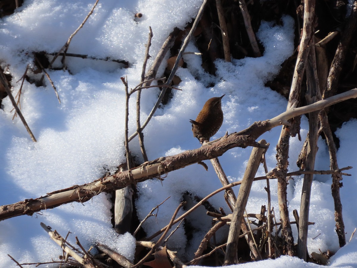 Winter Wren - ML612299909