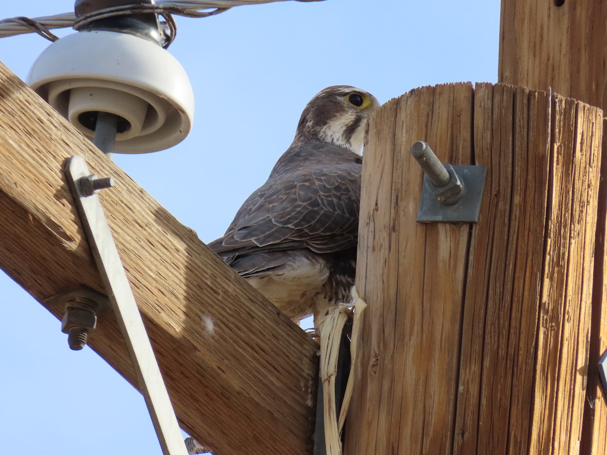 Prairie Falcon - ML612300003