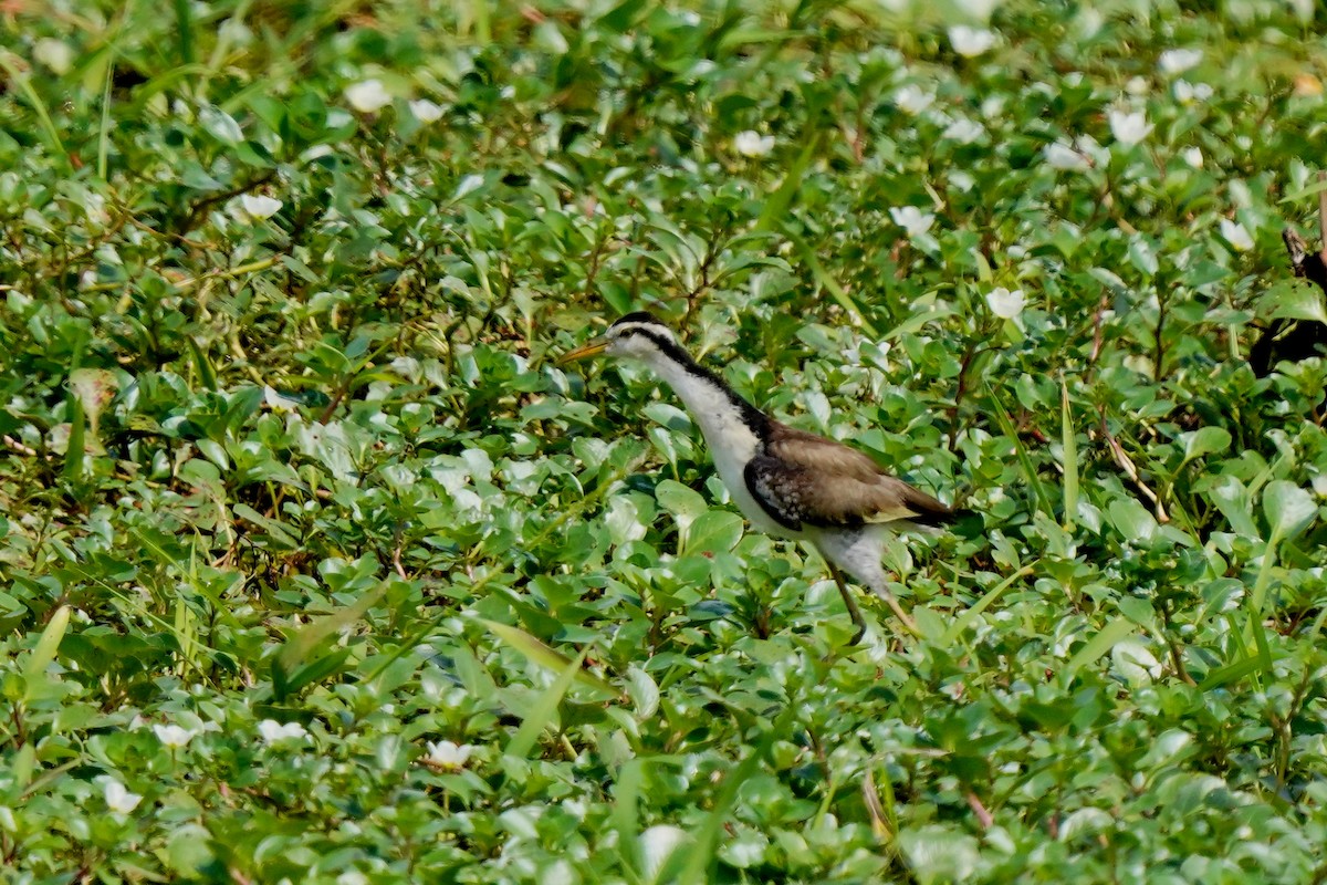 Jacana Suramericana - ML612300025