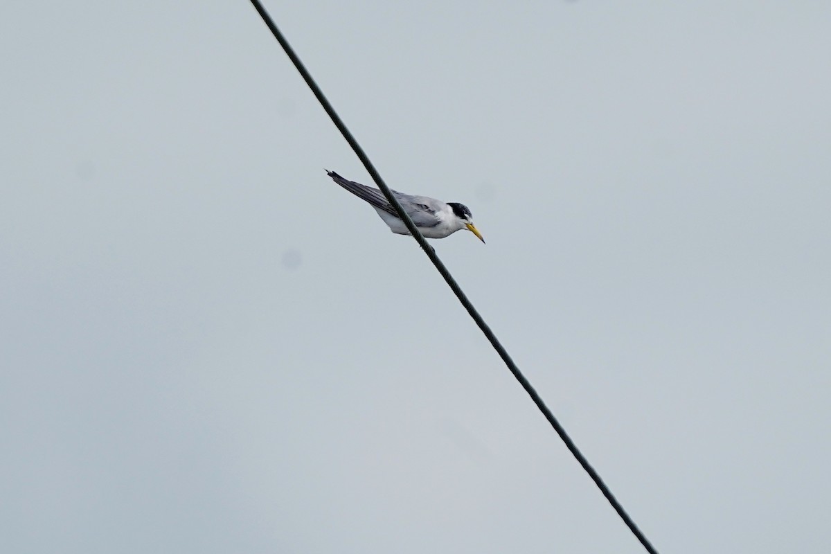 Yellow-billed Tern - ML612300038