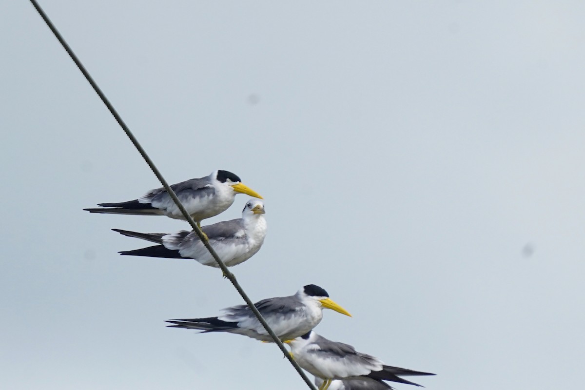 Large-billed Tern - ML612300044