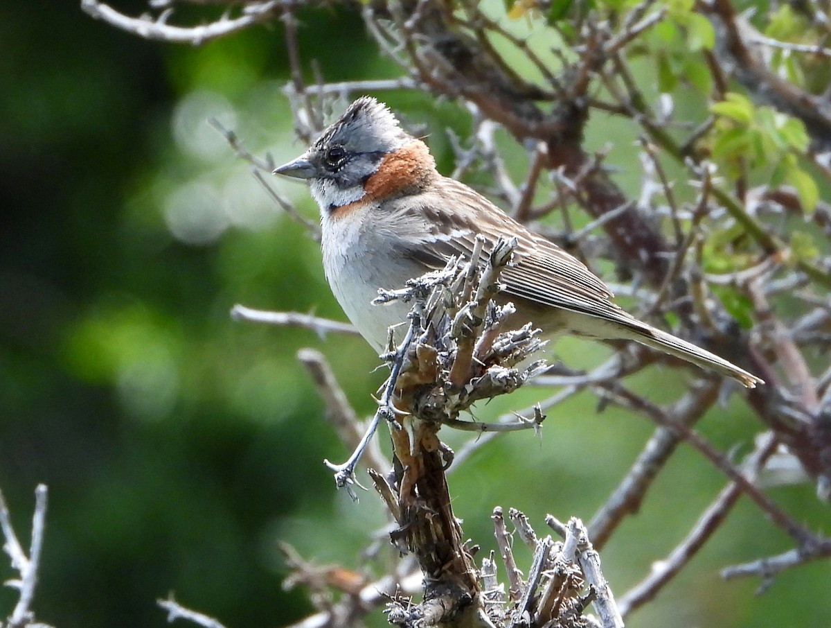 Rufous-collared Sparrow - ML612300052