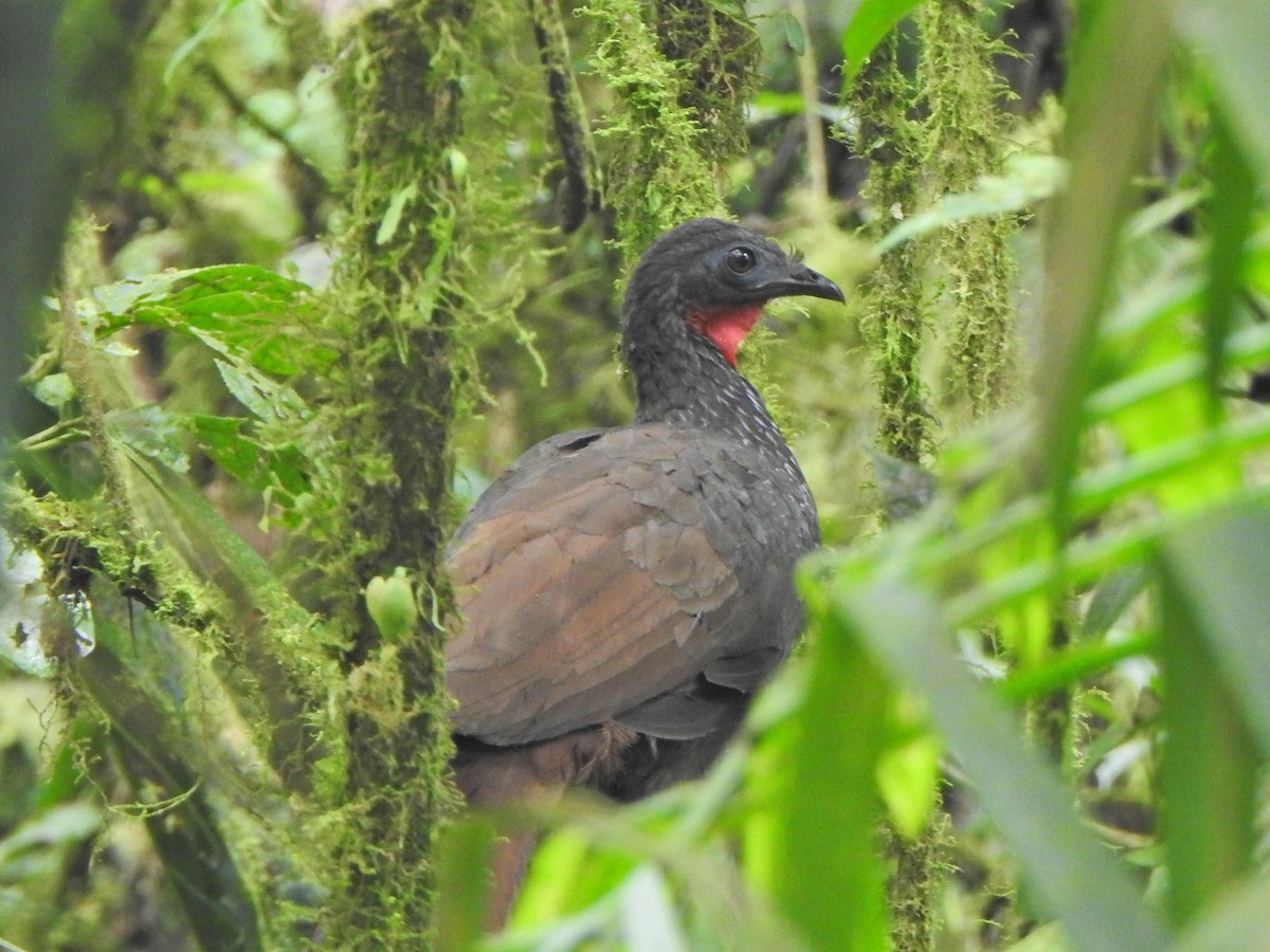 Cauca Guan - ML612300095